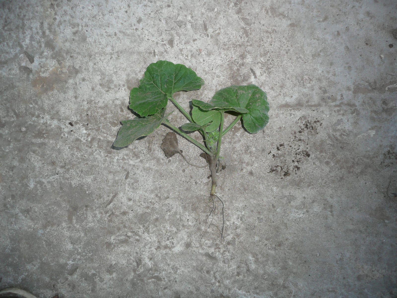 Winter Squash thumbnail 3