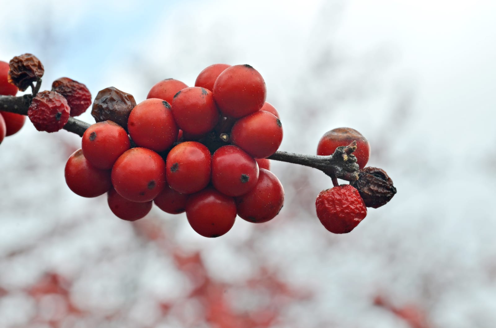 Winterberry Holly