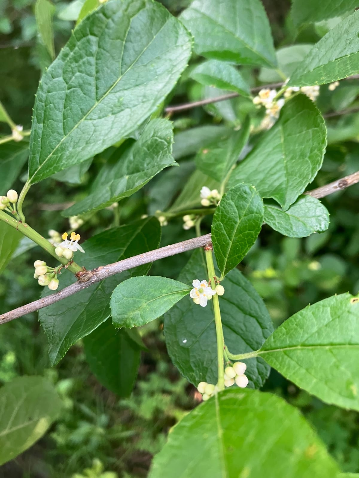 Winterberry Holly thumbnail 3