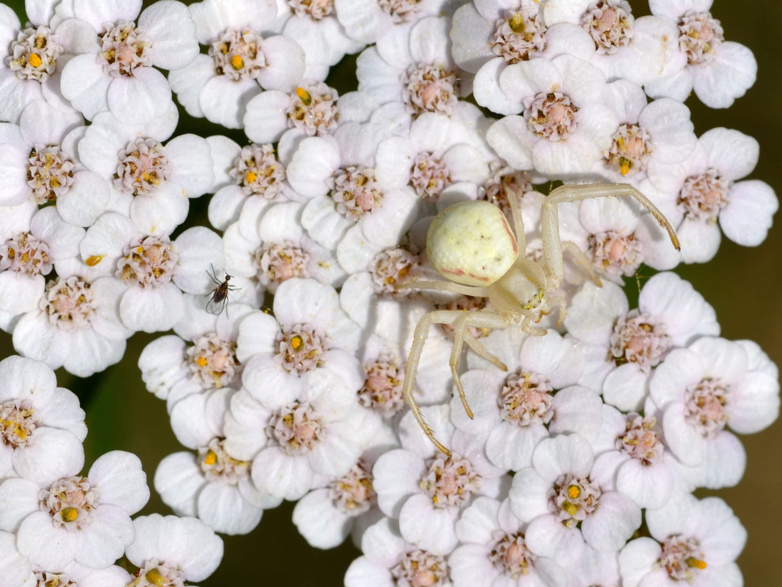 Yarrow thumbnail 2