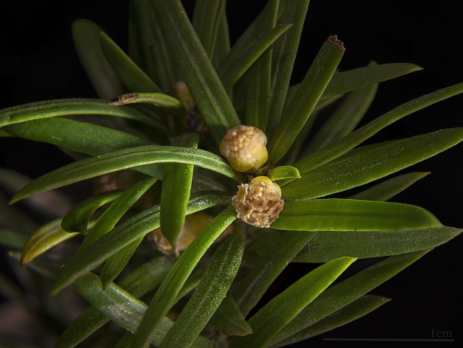 Yew