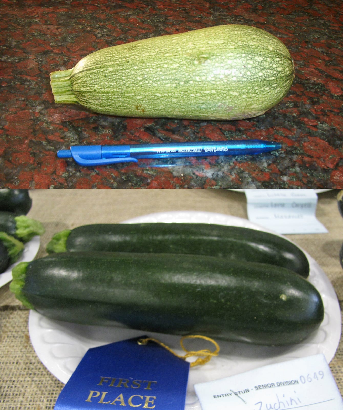 Zucchini thumbnail 4